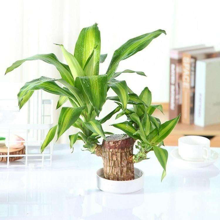 Akarsha™ Brazilian Lucky Wood Plant Indian Goods Hub